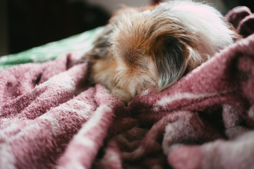 cachorro descansando em uma cama confortável 