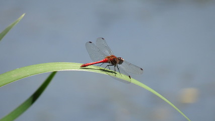 Red-veined darter