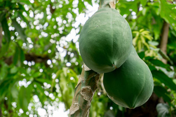 Green papaya in the garden, dietary vegetable.