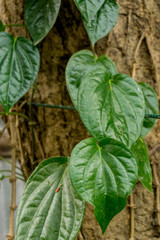 Obraz premium Green plant in garden and blur background, flash condition