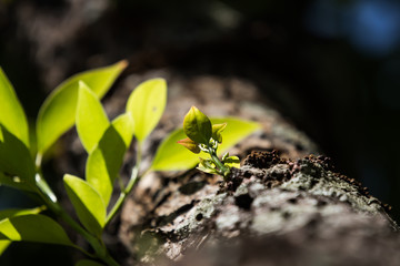 Young Leaf of Cinnamomum camphora tree