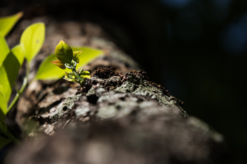 Young Leaf of Cinnamomum camphora tree