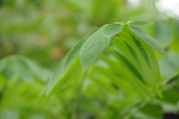 Green plant in garden and blur background, flash condition