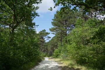 Beautiful Vlieland