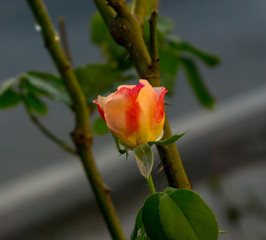 Orange and pink rose flower in garden
