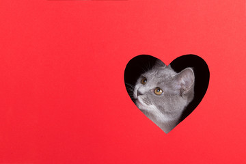 Gray cat peeps out of hole in the shape of a heart on a red background. Valentine's Day concept, greeting card, print, commercial, poster. Copy space.