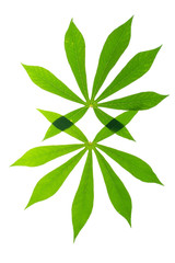 Green leaf texture white background 