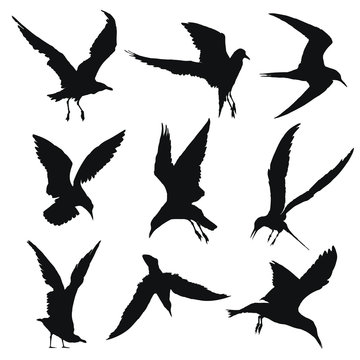 Seagull silhouette set. Vector illustration