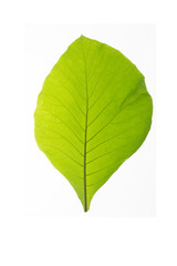 Obraz premium Green leaf texture white background 