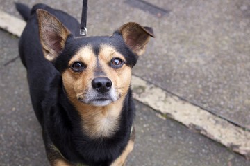 Mongrel dog black and tan on street on lead 