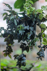 leaf, plant, green, nature, tree, leaves, branch, summer, flower, spring, fresh, fruit, food, garden, herb, isolated, sky, growth, forest, flora, white, foliage, oregano, organic, healthy