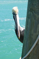 Pelican closeup