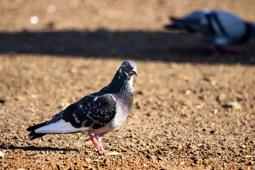 Pigeons on city lawns in food poros.