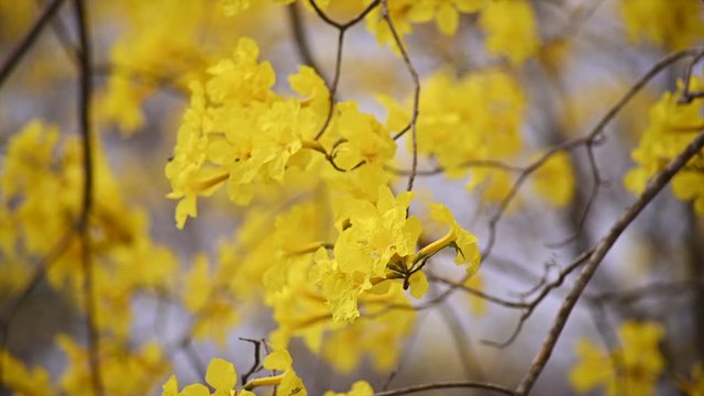 Close slow motion shot of the beautiful yellow flowers of the guayacan tree in Colimes, Ecuador. A once in a year blossom experience that attracts tourists from Ecuador. Soft wind blowing.