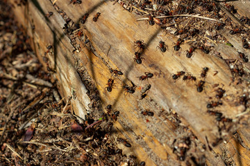 Ants in a forest anthill.