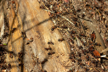 Ants in a forest anthill.