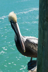 Pelican closeup
