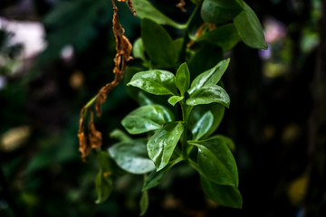 fruit, green, tree, nature, plant, food, branch, leaves, leaf, fig, spring, fresh, agriculture, berry, garden, growing, healthy, tomato, macro, flower, wild, plants, organic, fruits, summer