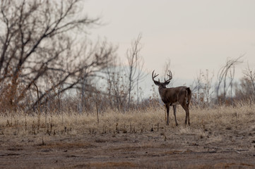 Whitetail Deer Buck in Colorado in Fall