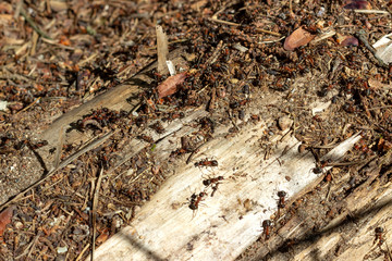 Ants in a forest anthill.