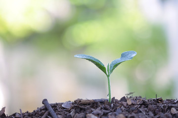 Young green plants growing in the morning 