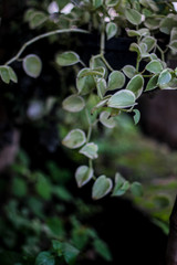 fruit, green, tree, nature, plant, food, branch, leaves, leaf, fig, spring, fresh, agriculture, berry, garden, growing, healthy, tomato, macro, flower, wild, plants, organic, fruits, summer