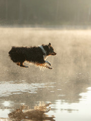 the dog jumps into the water. Australian Shepherd on a wooden walkway on a lake. Pet in Nature, Movement, Action