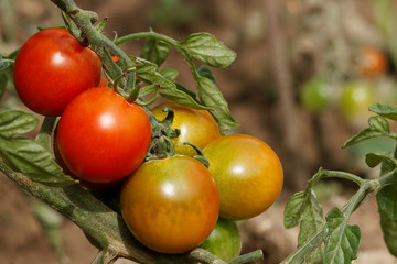 Beautiful fresh ripe red tomatoes grow on a branch in the garden close-up. Shallow depth of field.