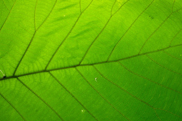 Green leaf texture white background 
