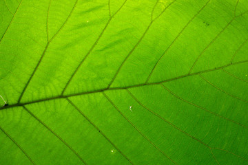 Fototapeta na wymiar Green leaf texture white background 