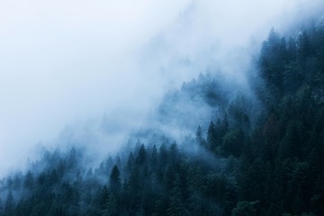 morning fog covers a green forest in the mountains