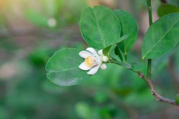 White flower of lime on tree in the garden on blur nature background.