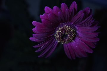 pink gerbera flower at night