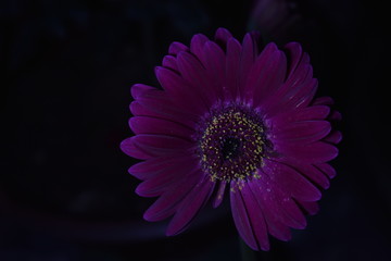 pink gerbera daisy on night