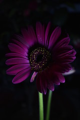 pink gerbera daisy in the dark