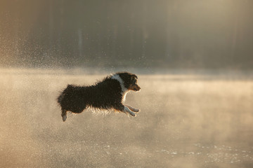 Fototapeta premium the dog jumps into the water. Australian Shepherd on a wooden walkway on a lake. Pet in Nature, Movement, Action