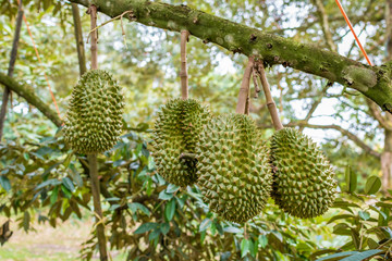 Durian on the tree in the garden for export ,king of fruit in Thailand,	