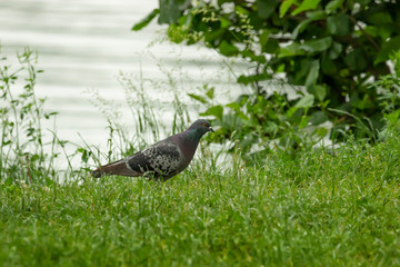 Pigeons on city lawns in food poros.