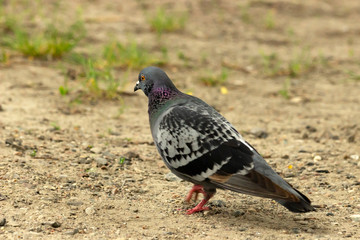 Pigeons on city lawns in food poros.