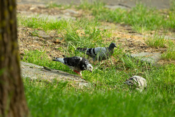 Pigeons on city lawns in food poros.