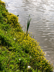 Flowering wild flowers and dandelion on the shore of a lake. The water surface is curled by the wind.. - 317528272