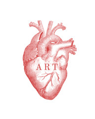 Anatomical heart, human heart, red, art