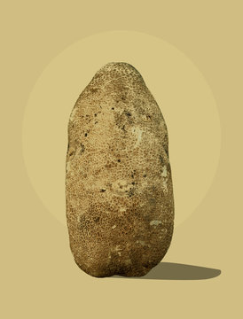 Potato