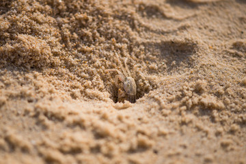 Crab on Karon Beach in Thailand, Phuket. Digs a mink in the sand