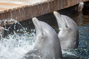 delfin nadando 