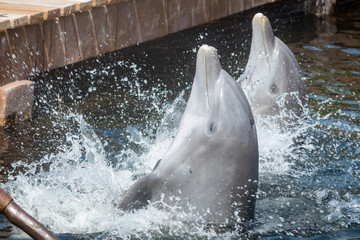 delfin nadando  © panda
