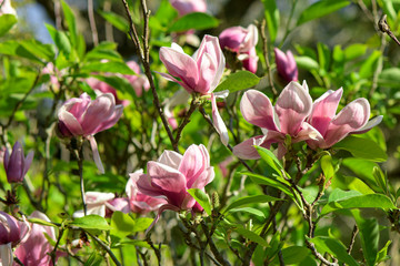 Pink Magnolia (Magnolia liliiflora.) or Tulip tree.