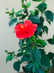 A beautiful red rose in the garden