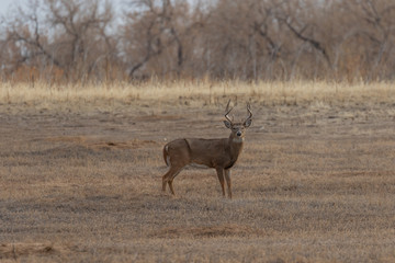 Whitetail Deer Buck in Colorado in Fall