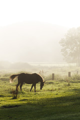 Naklejka na ściany i meble 日本の北海道東部・9月の牧場、逆光の朝靄に浮かぶ馬のシルエット